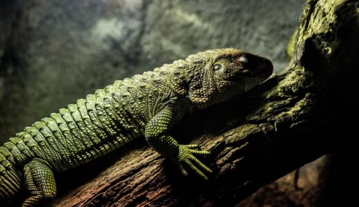 iguana, reptile, testing, colorful, zoo, iguana, testing, testing, testing, testing, testing