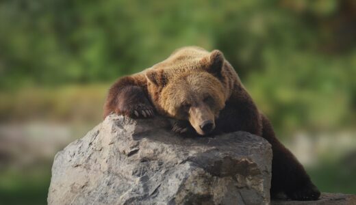bear, beast, dormant, mammal, good, nature, animal