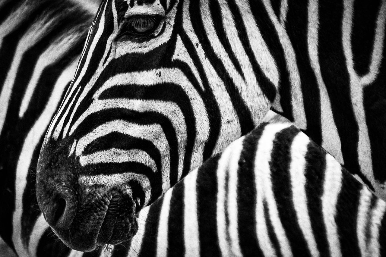 zebra, equine, mammal, nature, striped animal, animal, wildlife, fauna, wilderness, safari, africa