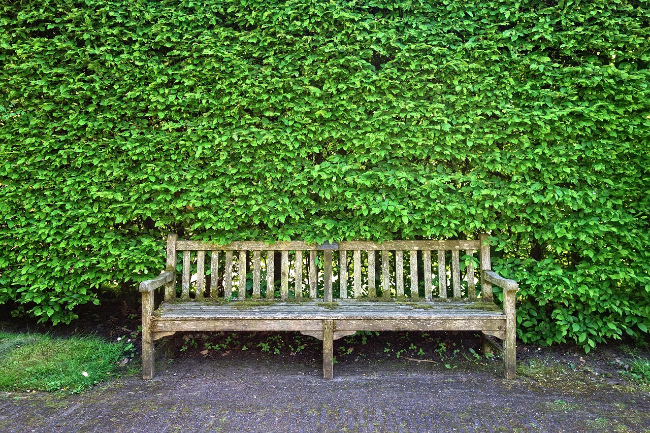 wooden bench, bench, seat, sitting, resting, furniture, outdoor furniture, garden furniture, park furniture, public furniture, street furniture, shorn hedge, hedge, clipped hedge, foliage, path, green garden, green street, green park, green gardening, green path, bench, bench, bench, bench, bench, hedge, hedge