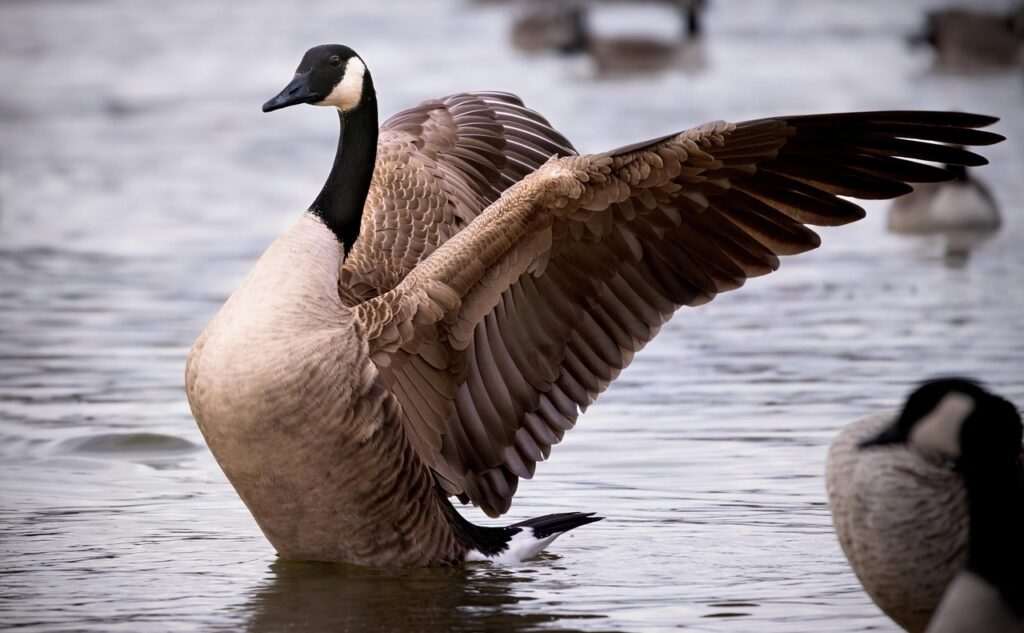 canadian goose, goose, bird, lake, wings, animal, waterfowl, nature, canadian goose, canadian goose, canadian goose, canadian goose, canadian goose, goose, goose, goose