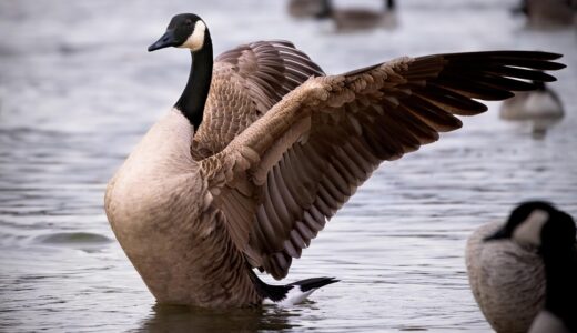 canadian goose, goose, bird, lake, wings, animal, waterfowl, nature, canadian goose, canadian goose, canadian goose, canadian goose, canadian goose, goose, goose, goose