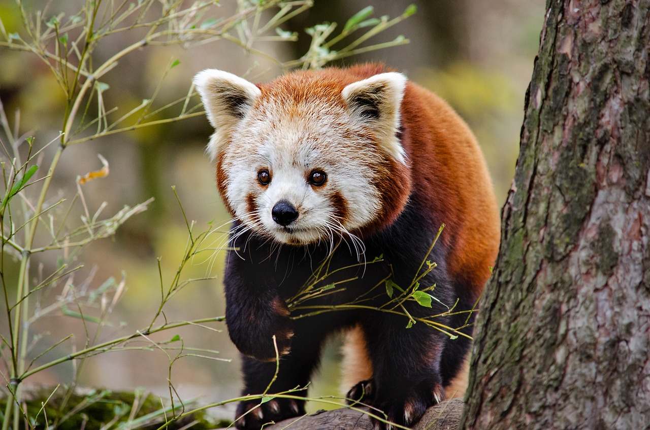 little panda, red panda, cat-bear, china, himalaya, wildlife, herbivores, red panda, red panda, red panda, red panda, red panda, china, china, china, china, himalaya, himalaya