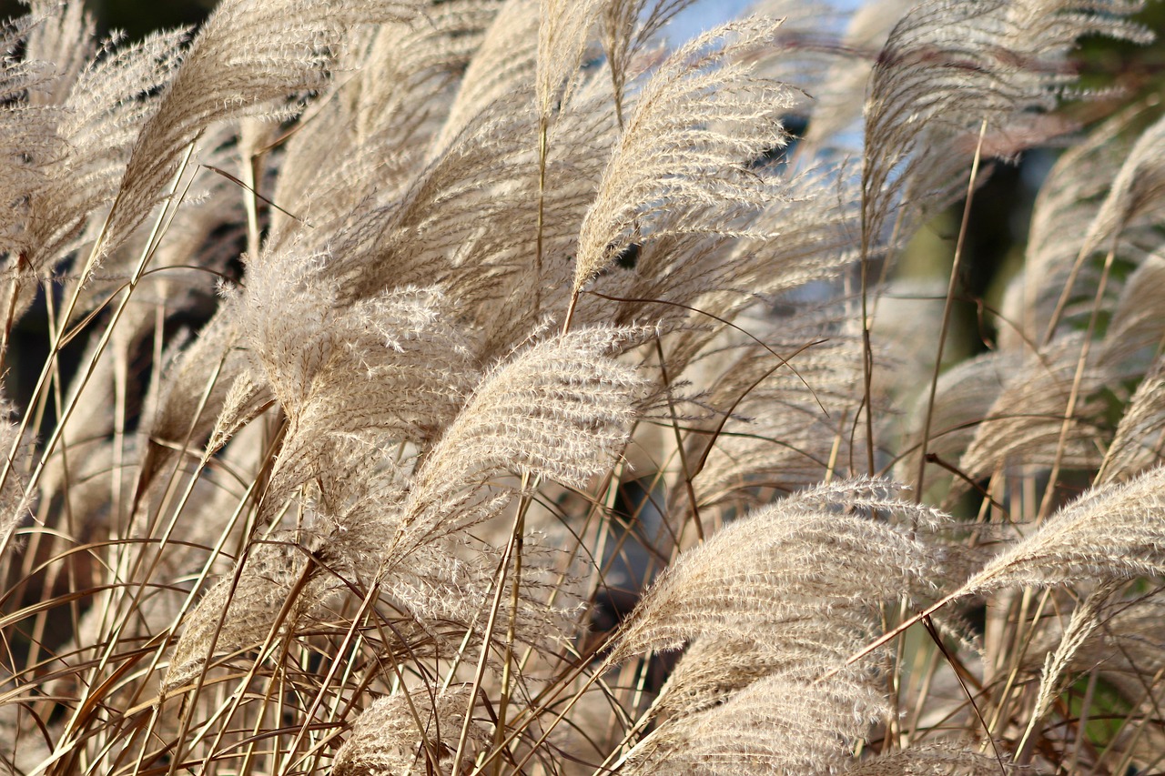 reed, grass, china grass, nature, elephant grass, miscanthus sinensis, dry plants, inflorescences, ornamental plant