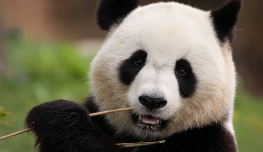 panda, bamboo, mammal, black and white, animal, china, fauna, ursidae, nature, panda, panda, panda, panda, panda